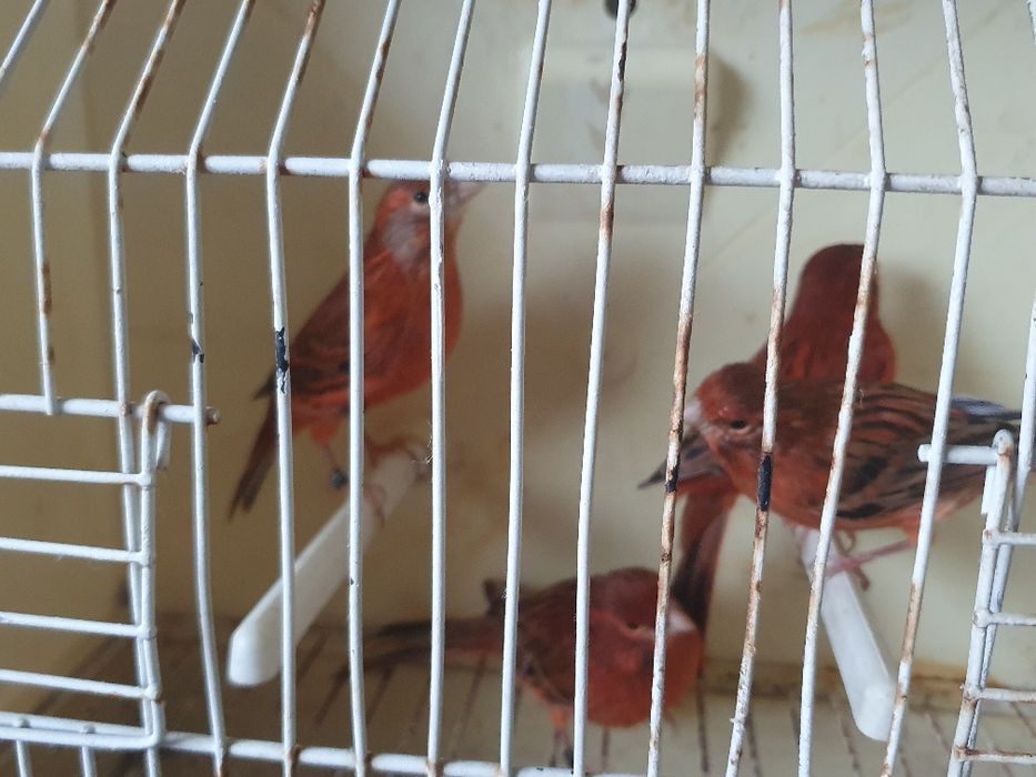 Canários lipocromos varios, ano 2025