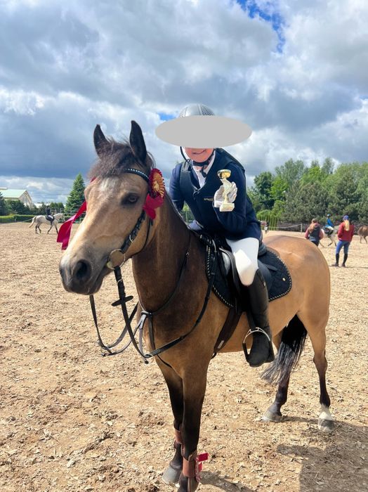 8-letni ŁAGODNY KUC DO SPORTU - kuc walijski