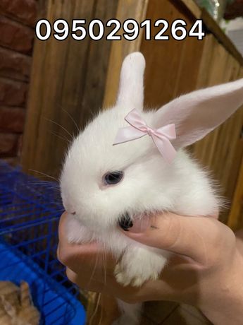Кролики декоративні