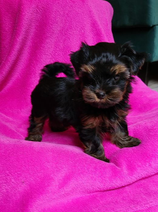 Yorkshire terrier sunia ciemne umaszczenie