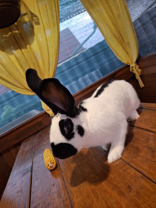 Кролі німецький строкач