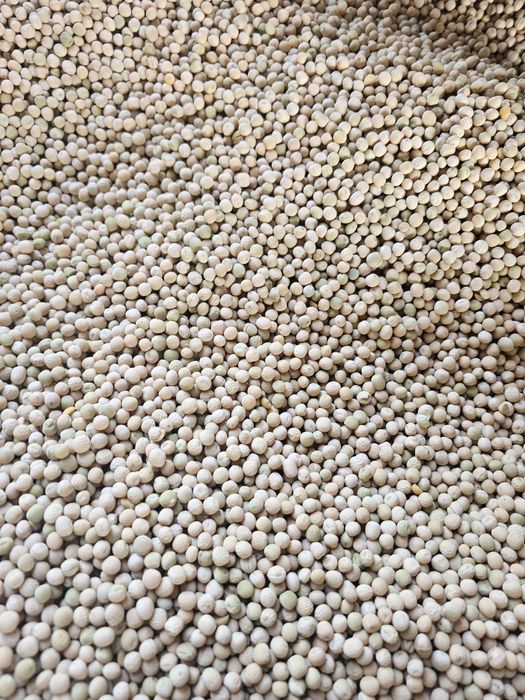 Groch ozimy Dexter rok po centrali