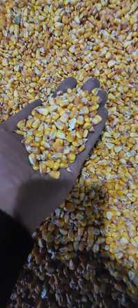 Кукуруза урожай 2023 кукурудза