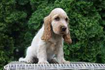 Piesek Cocker Spaniel Angielski orange roan