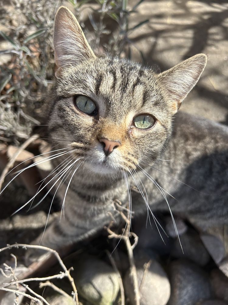 Niezwykła kotka do adopcji