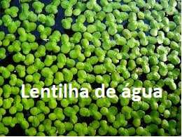 Plantas aquário pack 5€ ou individuais