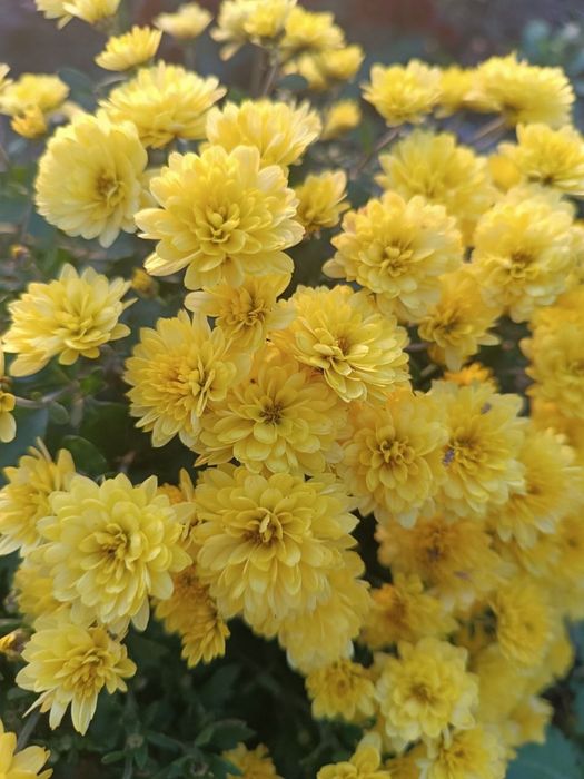 Хризантеми низькорослі шаровидні багаторічні різнокольорові