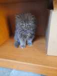 Kotki perske FPL Cat Club Felis  badania PKD