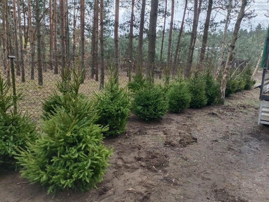 Świerk pospolity do ogrodu na żywopłot kopany nasadzenia transport