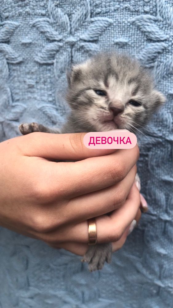 Віддам кошенят Павлоград