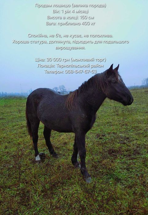 Продам лошицю (велика порода коней)