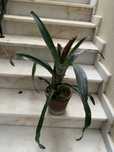 Brumelia em vaso de barro so 10€