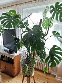 Monstera deliciosa