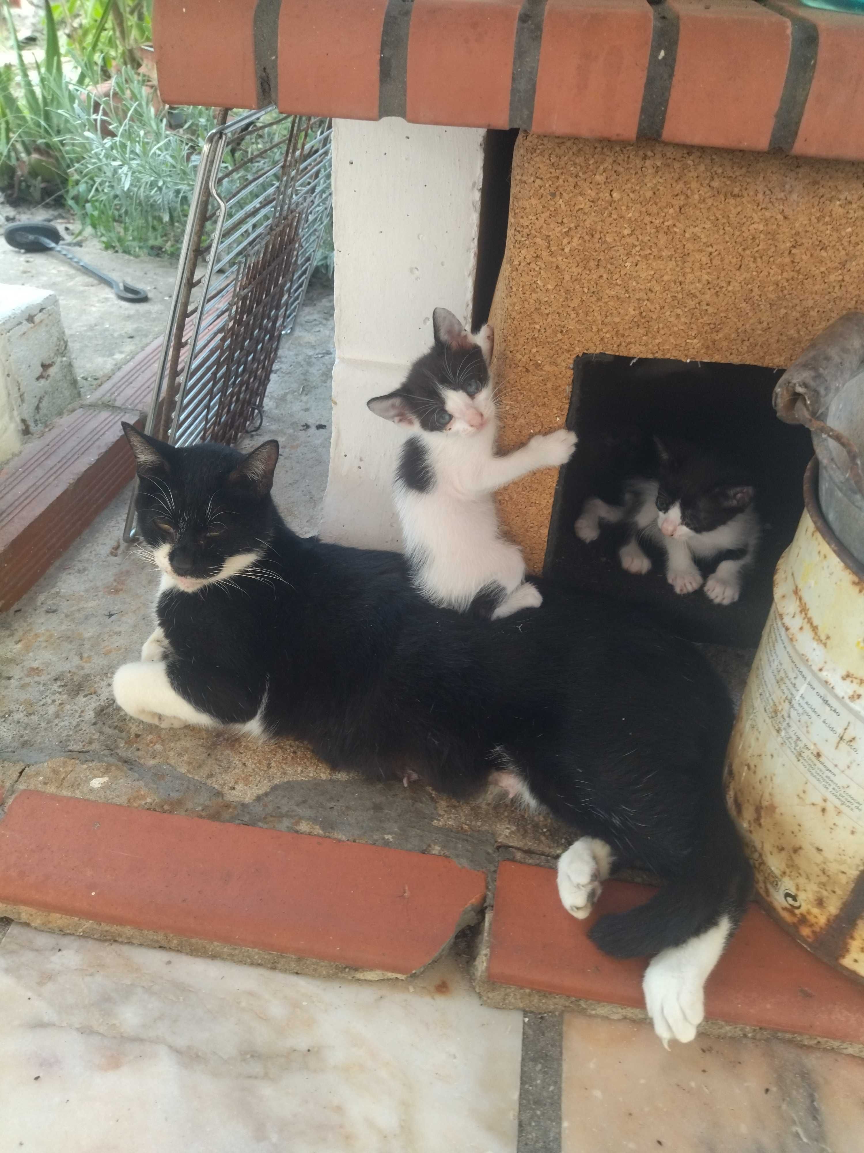 Gatinhos para dar