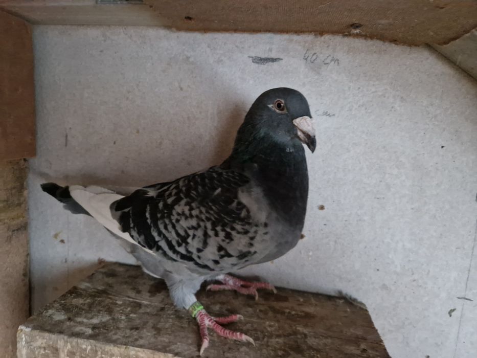 Gołębie staropolskie nr 42