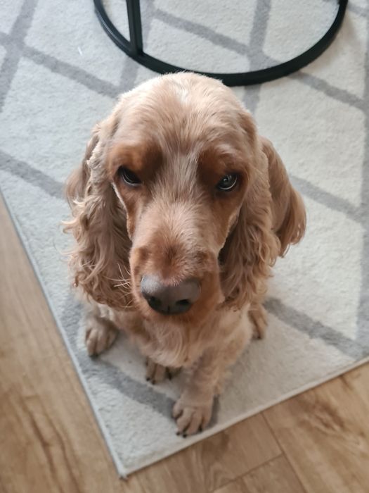 Pies cocker spaniel - pilnie do adopcji