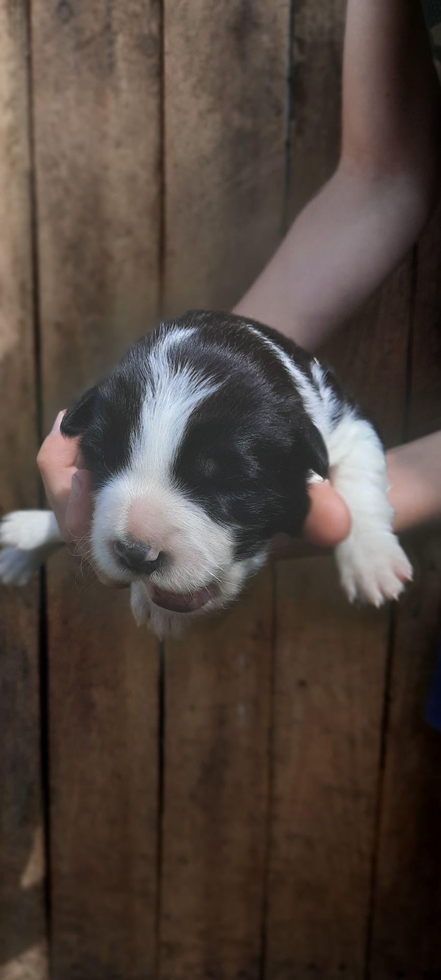 Border collie,  suczka