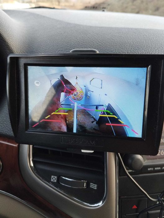 Bukmanka, przyczepa do przewozu koni do wynajęcia