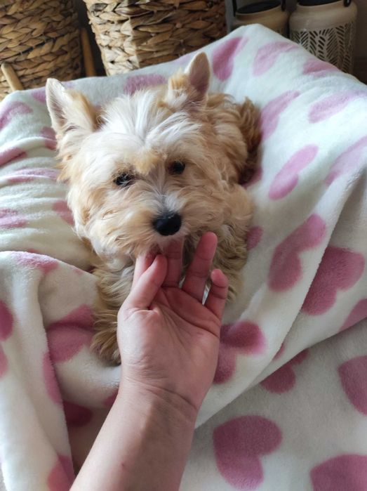 Yorkshire terrier golddust