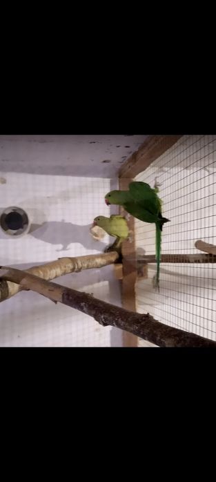 Aleksandretta / aleksandretty