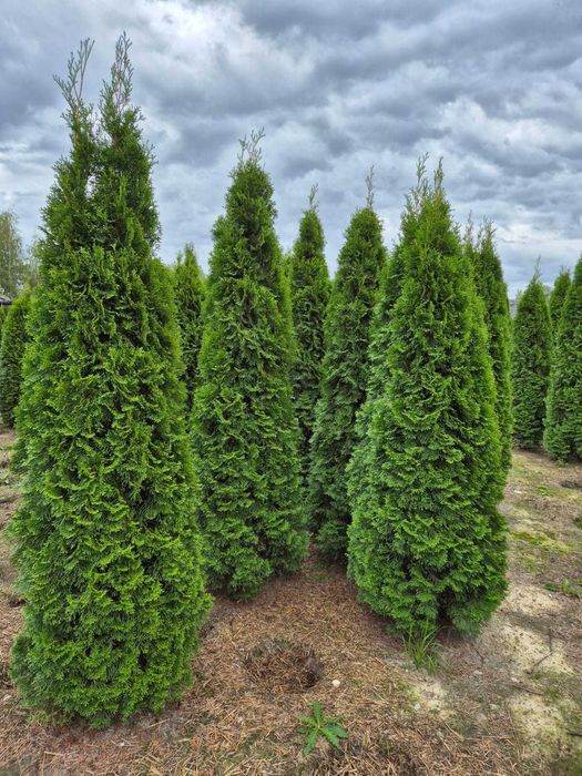 Tuja Szmaragd/Tuje Szmaragd 240cm, Sadzenie transport