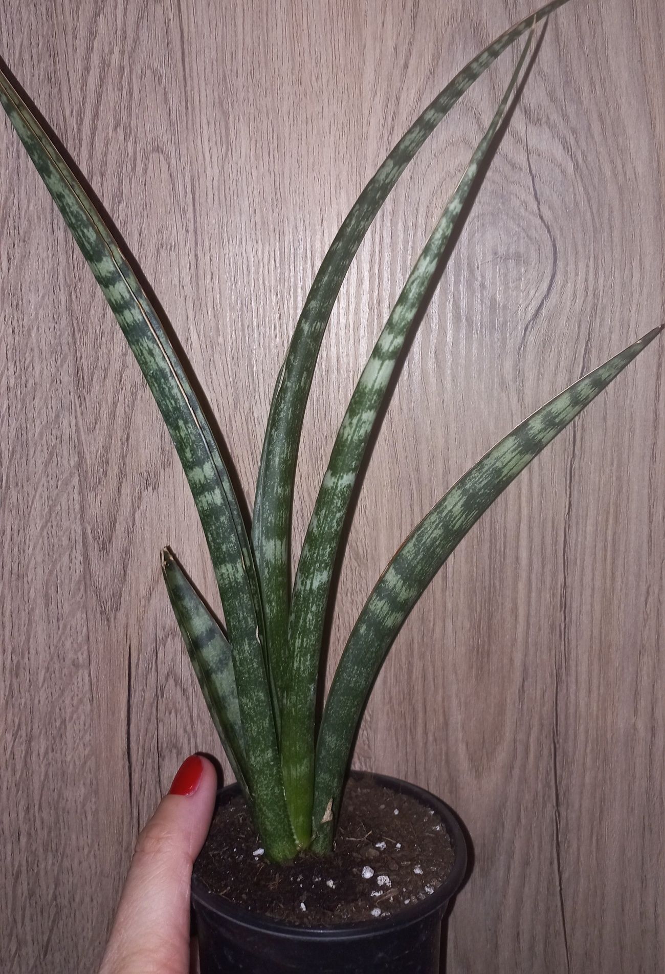 Sansevieria digitorum