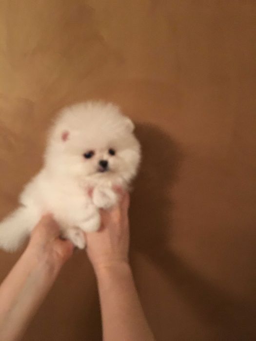 Szpic miniaturowy pomeranian mini misio  sunia