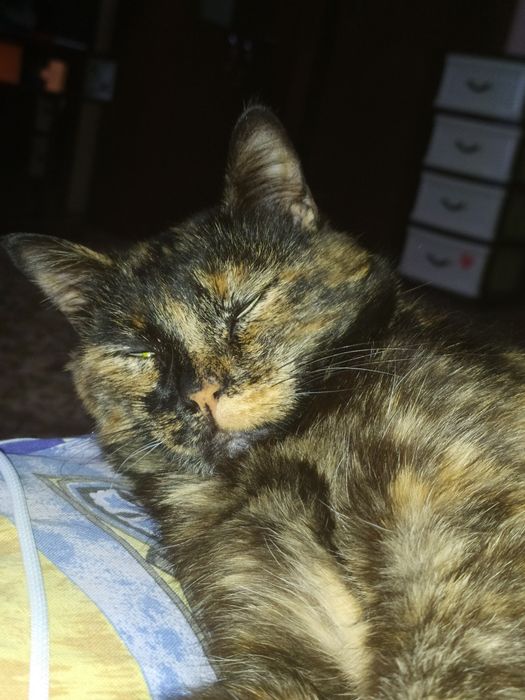 віддам кішку в добрі руки