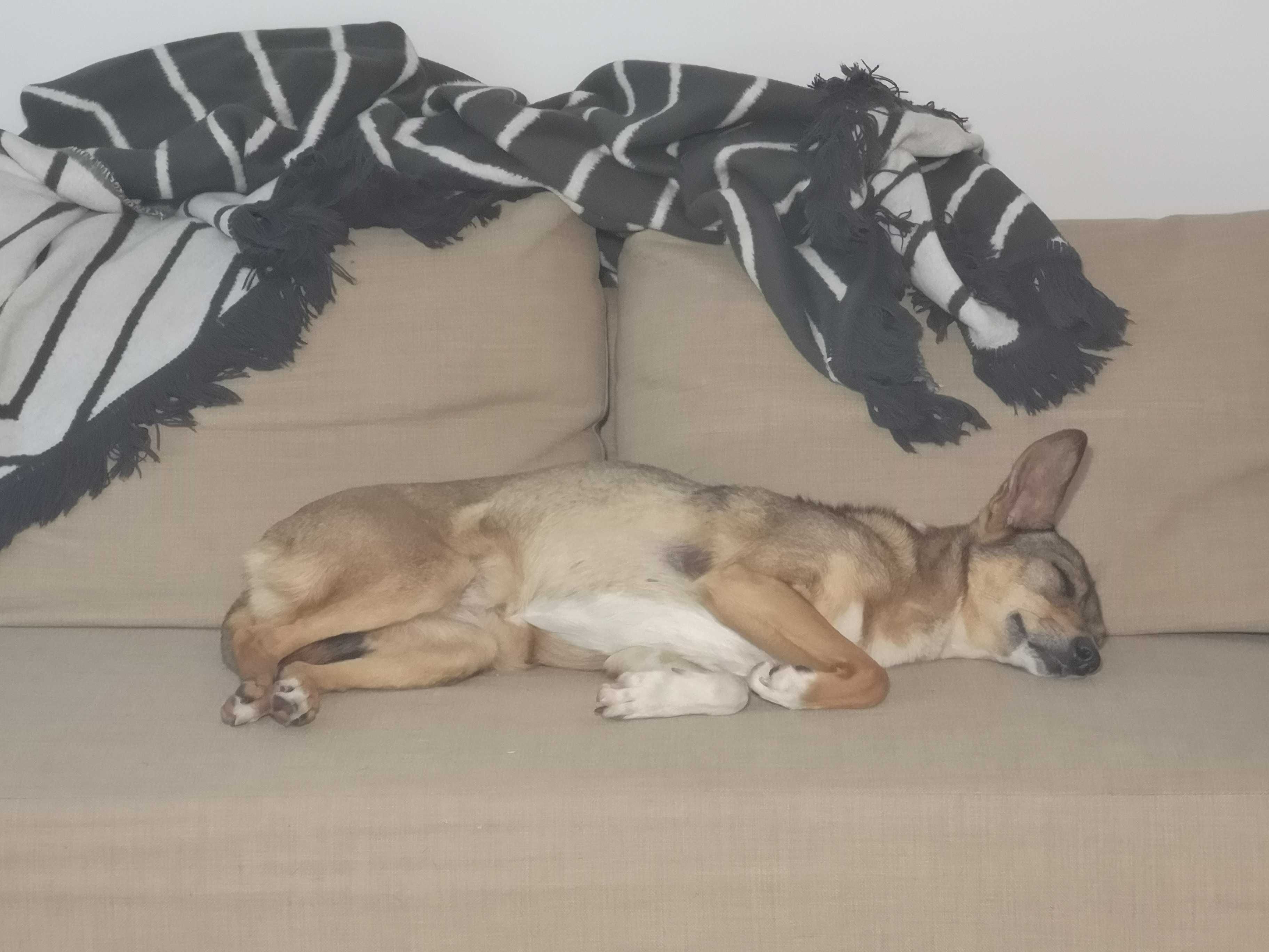 SARNA czeka na kochający, spokojny domek. Pokochaj, adoptuj!