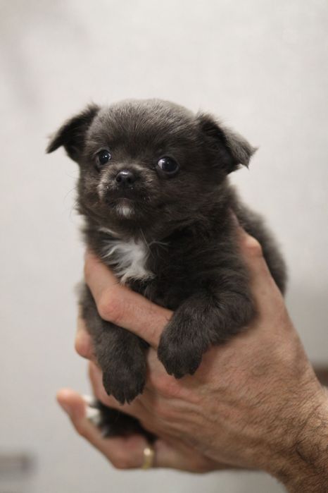 ***Chihuahua długowłosa blue niebieski**