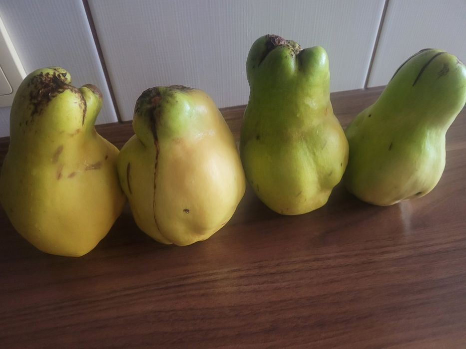 Pigwy duże bez oprysku.