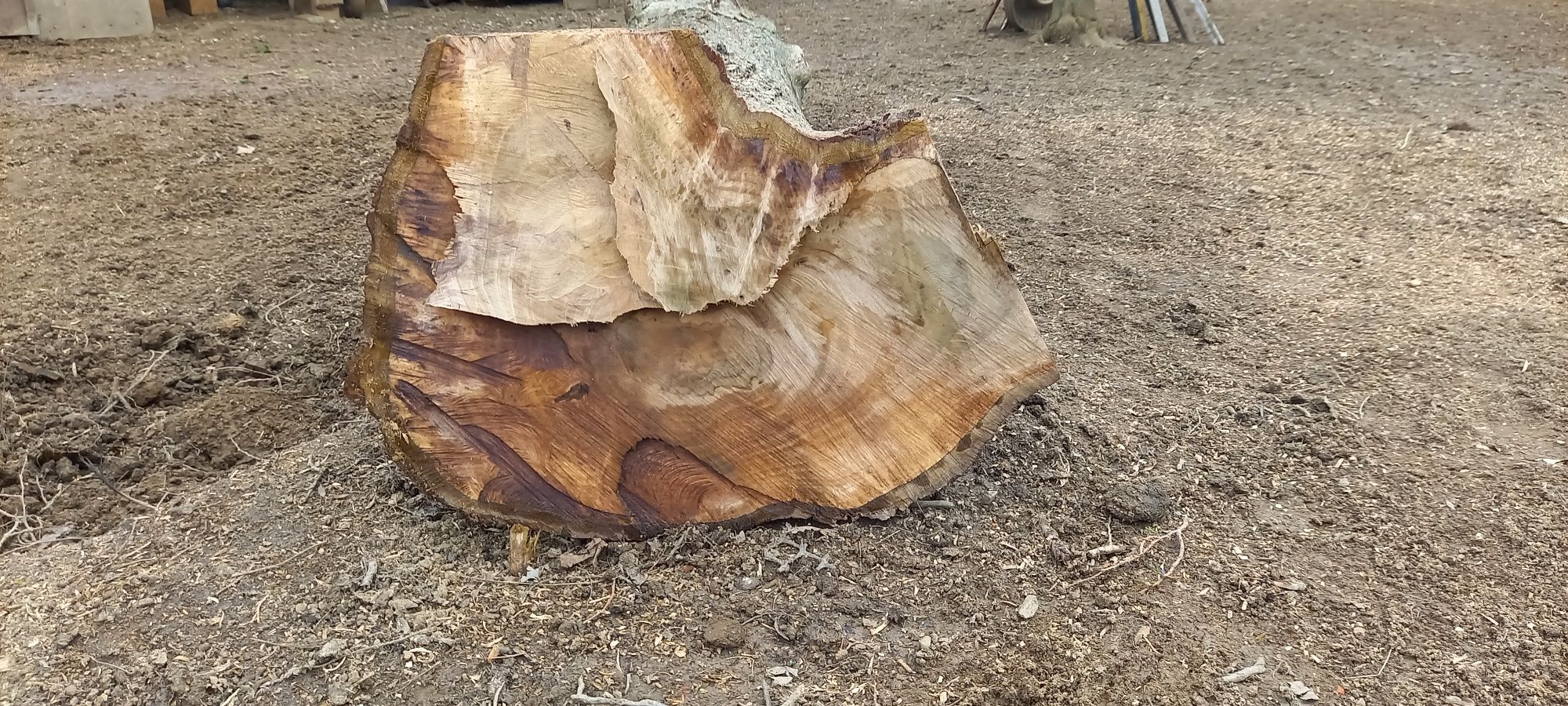 Orzech włoski,pień