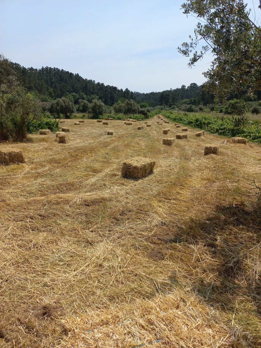 Fardos de aveia e azevém