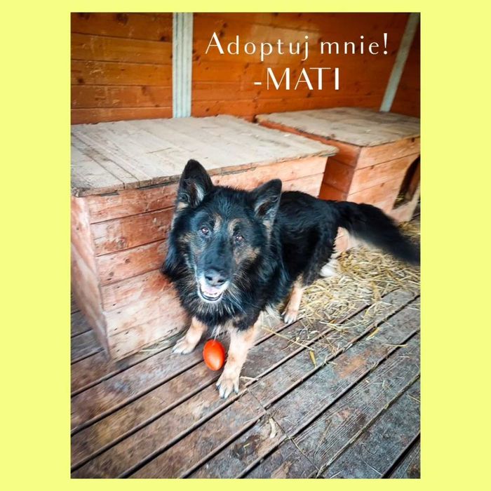 Mati - pies w typie owczarka niemieckiego do adopcji