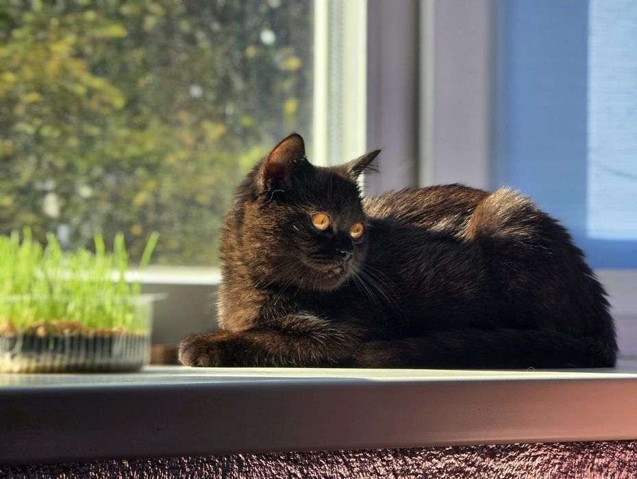 Шоколадний хлопчик