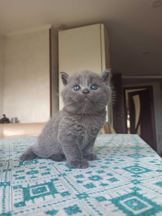 Шотландські кошенята