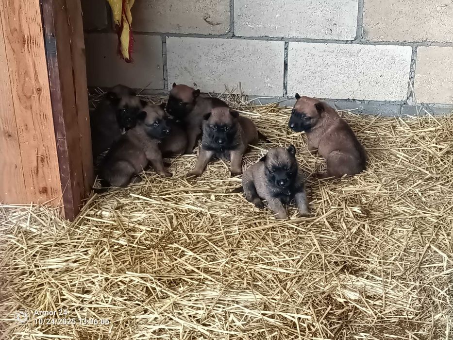малінуа документи всі впорядку