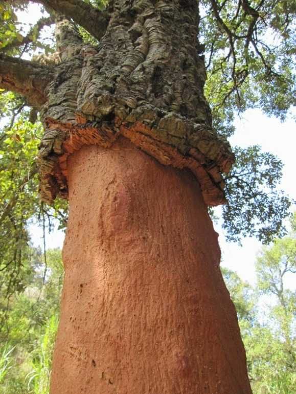 Cortiça - ambiente natural e sustentável