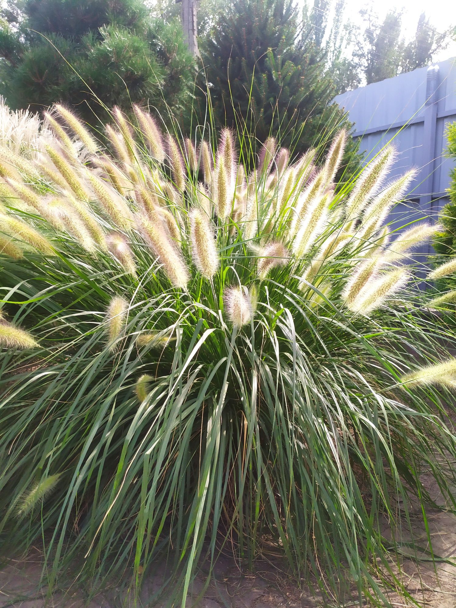 Пеннисетум (pennisetum alopecuroides) Лисий хвост, Пампасная трава