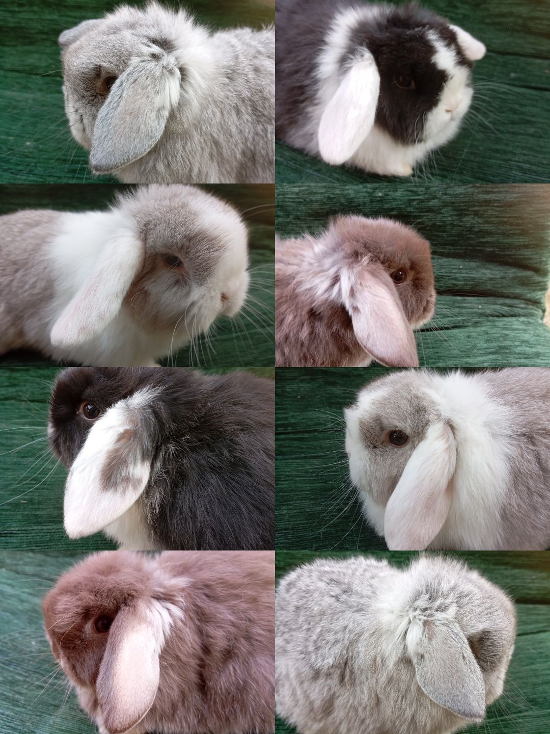 Króliczki mini-lopki