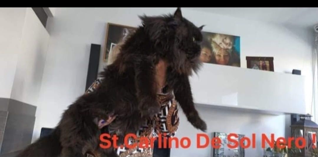 Maine coon  kotka czarna