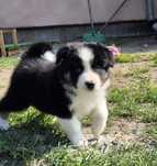 Border collie piesek