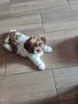 Piesek Shih tzu Czako !