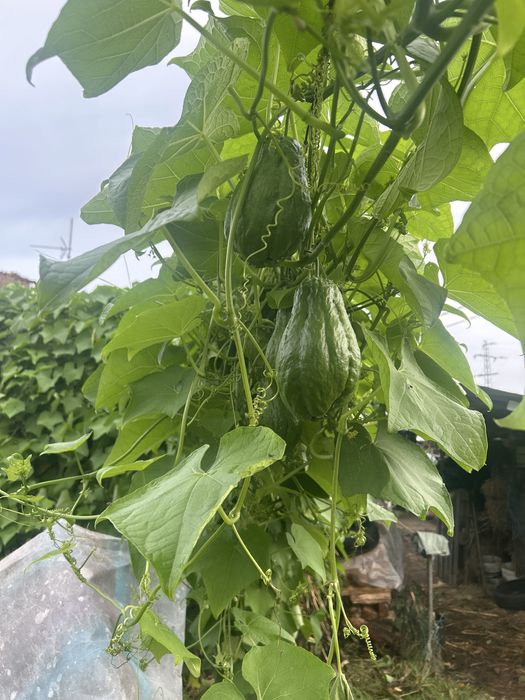 Juju verde sem picos.