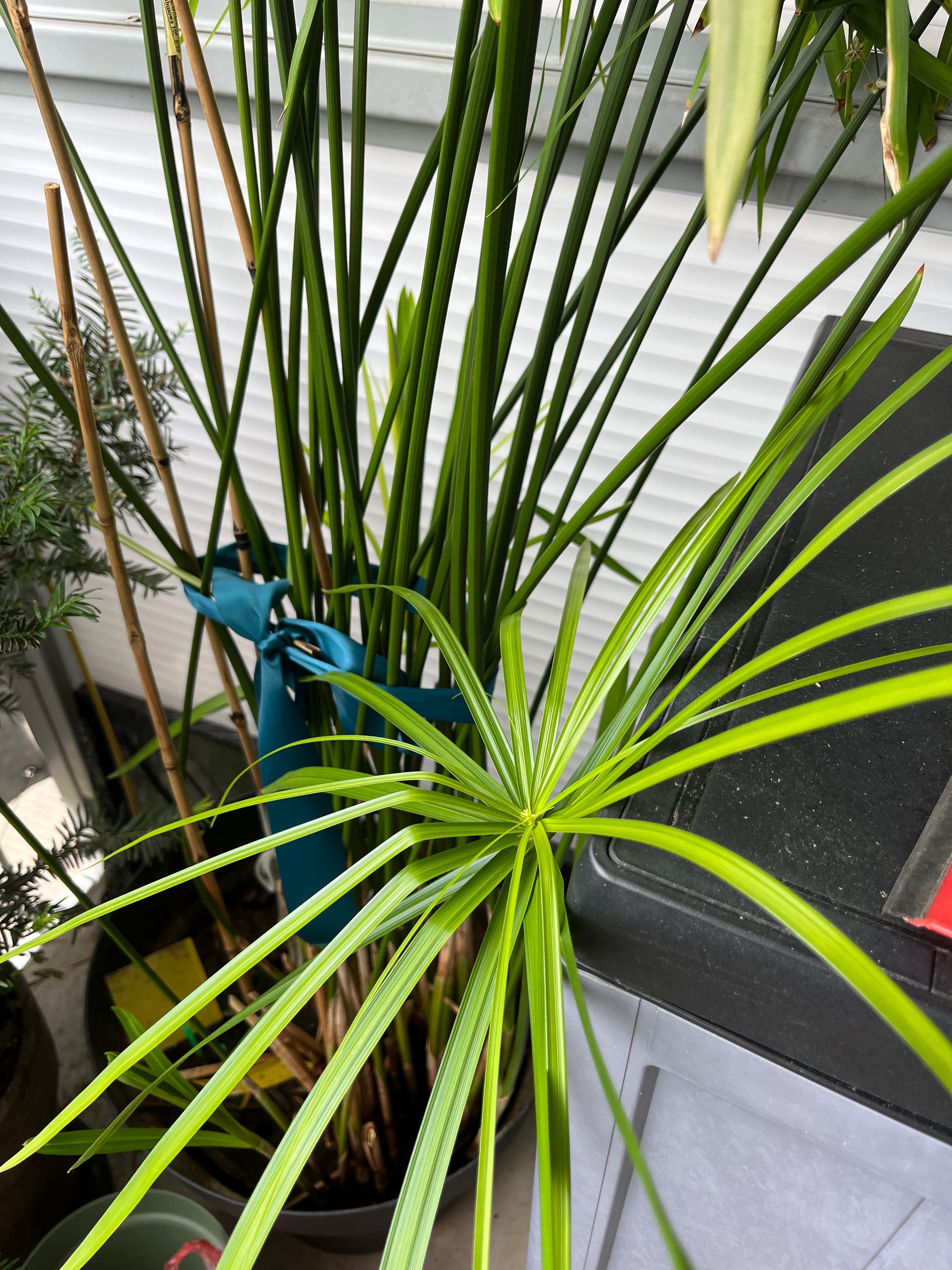 Papirus Cibora - baldachimy