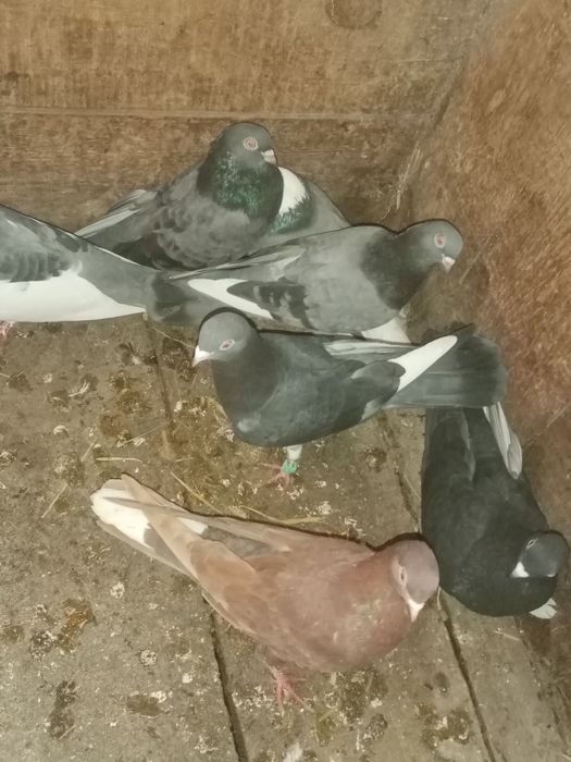 Gołębie zamojskie perskie