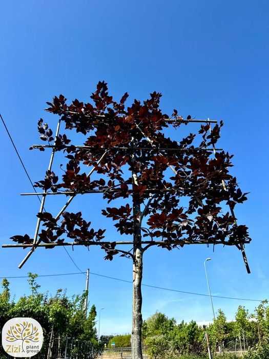 Fagus sylvatica Atropurpurea, Buk pospolity, pień 220cm, palmet