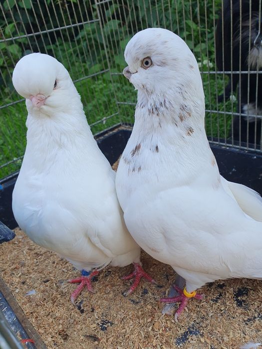 English long face angielski long faced angielski średniodzioby