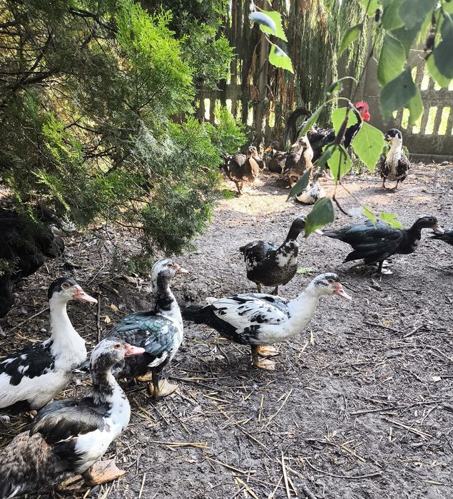 Sprzedam tegoroczne kaczki