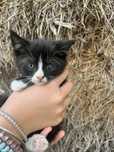 Кошеня Котик Кошенята Котики Киця Безкоштовно Моршин
